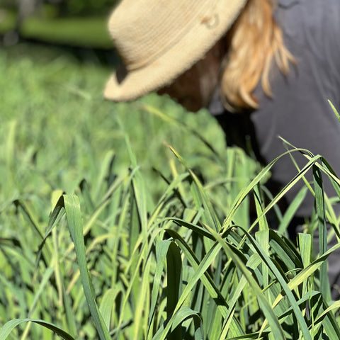 Working in Garlic Field