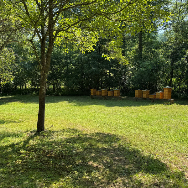 Sourwood Honey
